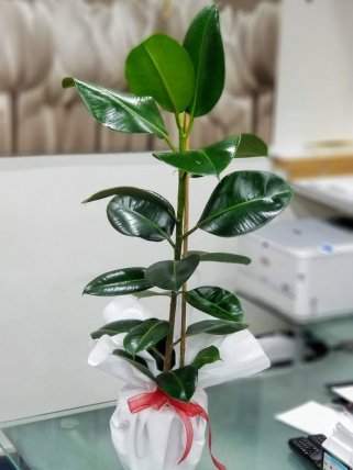 Kauçuk- İzmir Çiçekçi