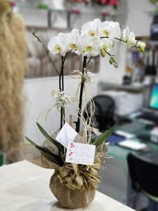 İki Dal Beyaz Orkide - İzmir çiçekçi