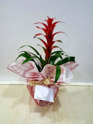 Guzmania (Guzmanya) - İzmir Çiçek Siparişi