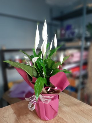 Saksıda Spatifilyum (Barış Çiçeği) - İzmir çiçek