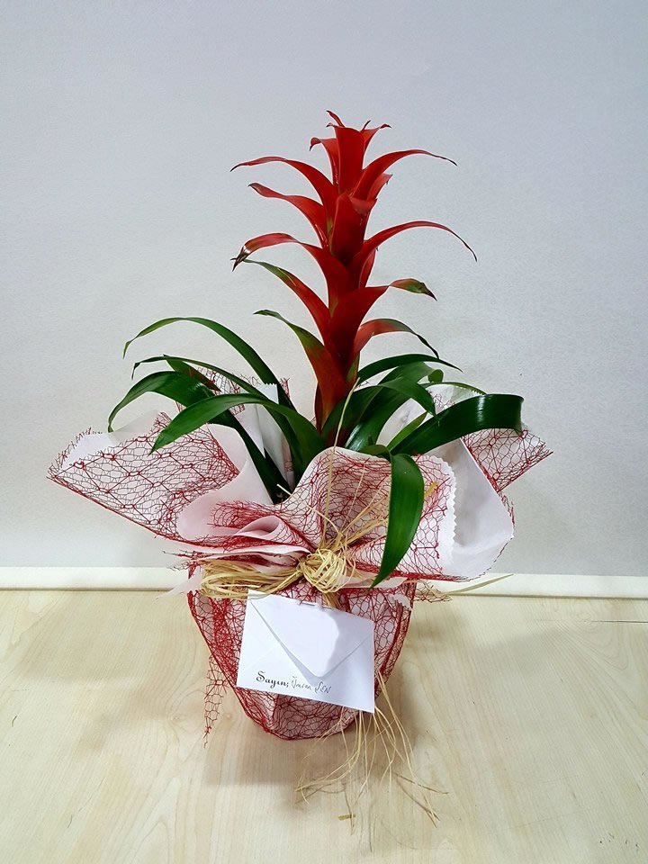 Guzmania (Guzmanya) - İzmir Çiçek Siparişi