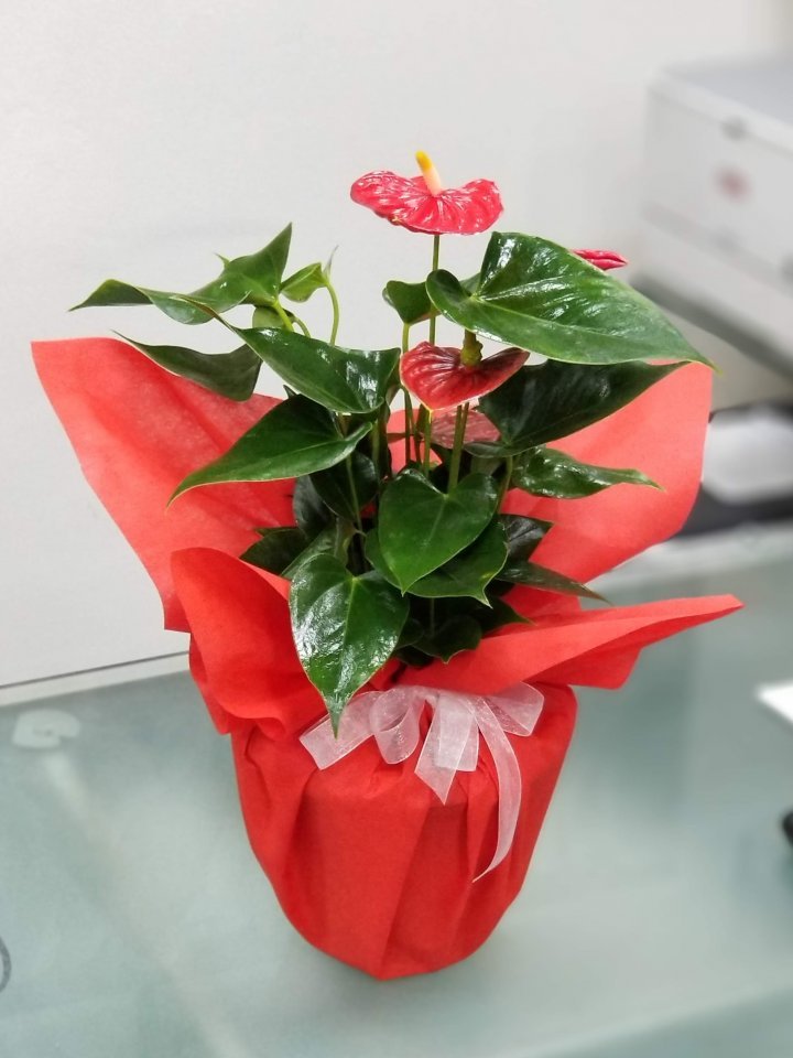 Antoryum (Anthurium) - İzmir çiçekçi