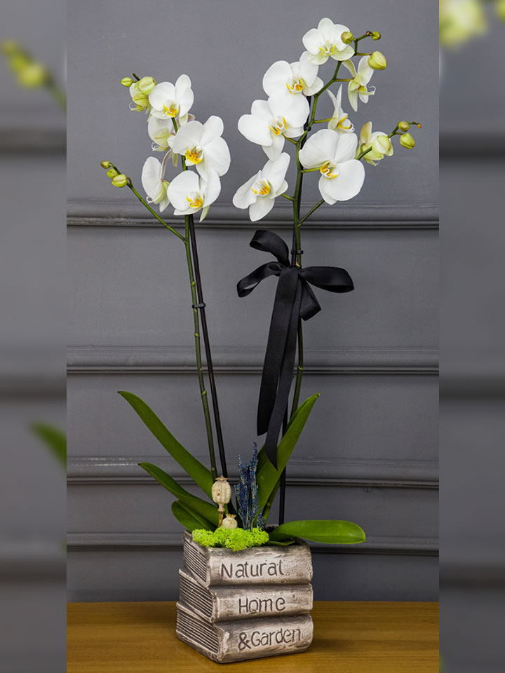 Kitap Seramikte İkili Orkide