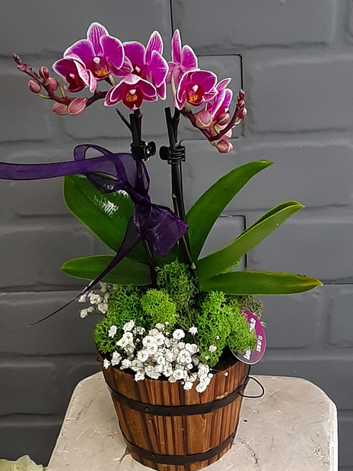 Ahşap Kutuda İkili Mor Orkide - İzmir Çiçek Siparişi