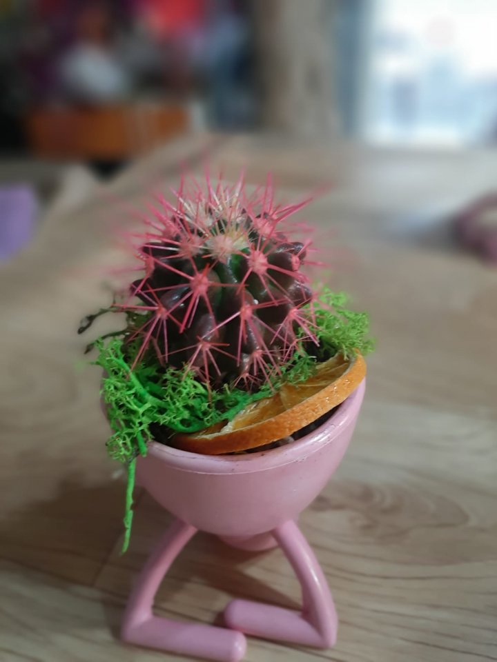 Mini Kaktüs - İzmir Çiğli Çiçekçi