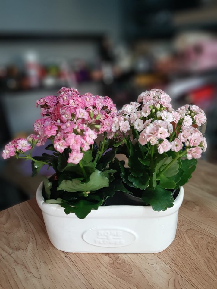 İkili Kalanchoe (Kalanşo)