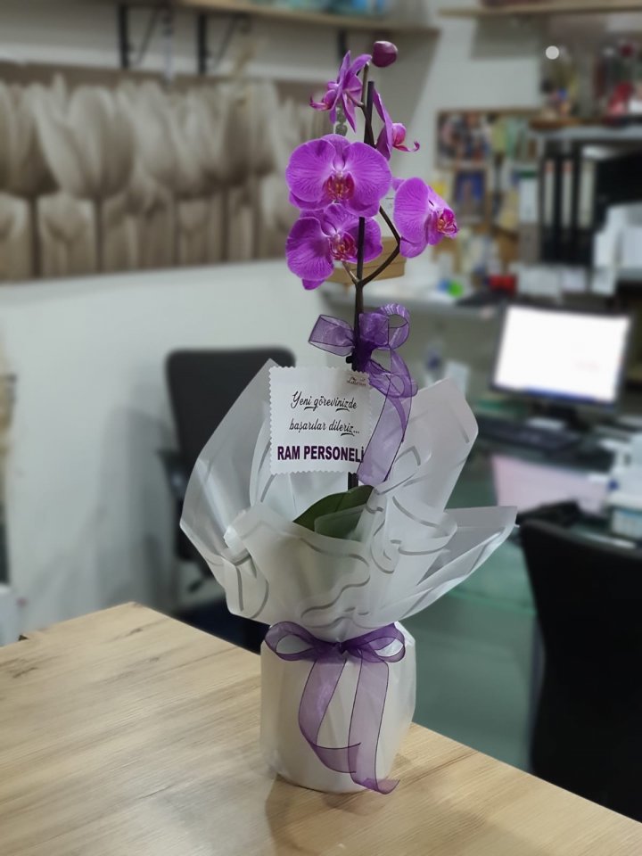 Tek Dal Mor Orkide - İzmir Çiçekçi