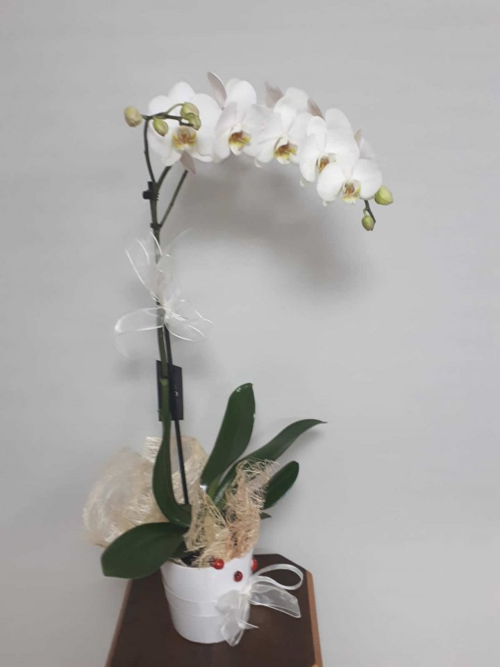 Tek Dal Beyaz Orkide - İzmir Çiçekçi