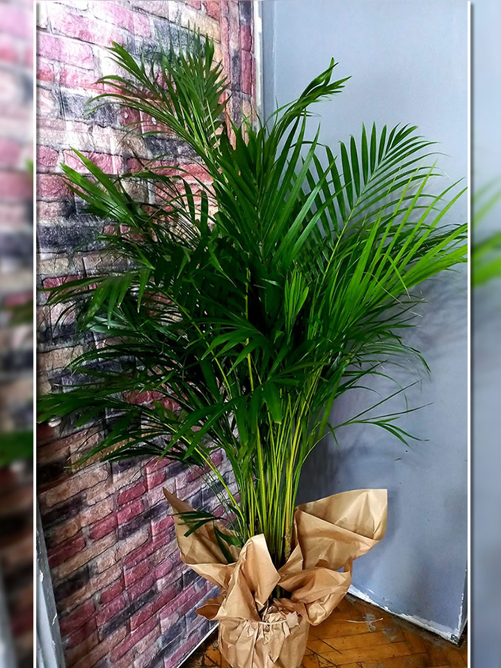 Areka Palmiyesi - İzmir çiçekçi