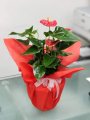 Çiçekçi - Antoryum (Anthurium)