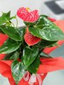 Çiçekçi - Antoryum (Anthurium)