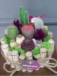 Çiçekçi - Kaktüs Bahçesi