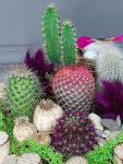 Çiçekçi - Kaktüs Bahçesi