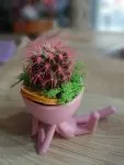 Çiçekçi - Mini Kaktüs
