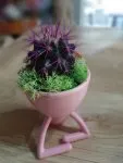 Çiçekçi - Mini Kaktüs