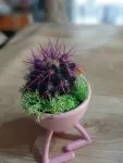 Çiçekçi - Mini Kaktüs