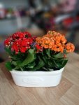 Çiçekçi - İkili Kalanchoe (Kalanşo)