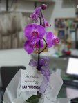 Çiçekçi - Tek Dal Mor Orkide