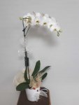 Çiçekçi - Tek Dal Beyaz Orkide