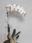 Çiçekçi - Tek Dal Beyaz Orkide