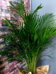 Çiçekçi - Areka Palmiyesi