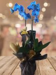 Çiçekçi - İki Dal Mavi Orkide